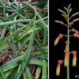 Aloe dumetorum Marsabit, Kenya ©JLcoll.281.jpg